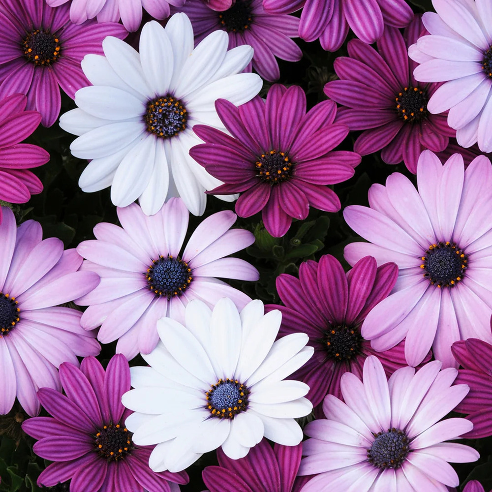 Osteospermum Dwarf Flower Seeds - Color: Natural
