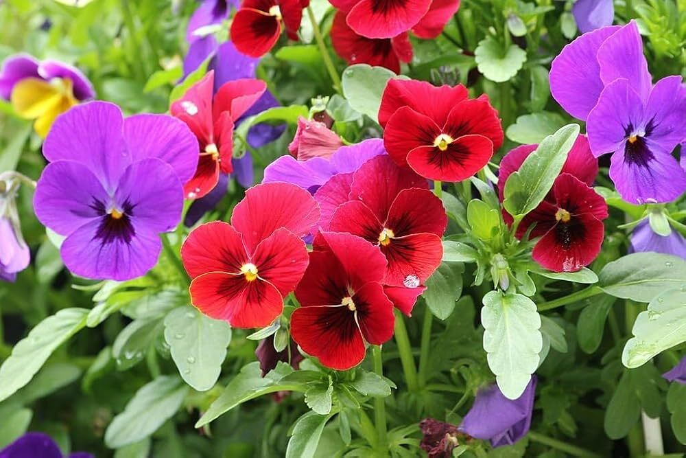 Pansy Double Mix Flower Seeds