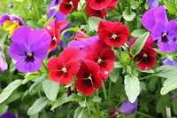 Pansy Double Mix Flower Seeds - Color: Multicolor