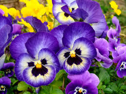 Pansy Johnny Jump Flower Seeds - Color: Purple