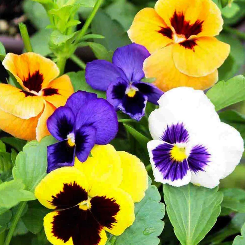 Pansy Swiss Giant Mix Flower Seeds