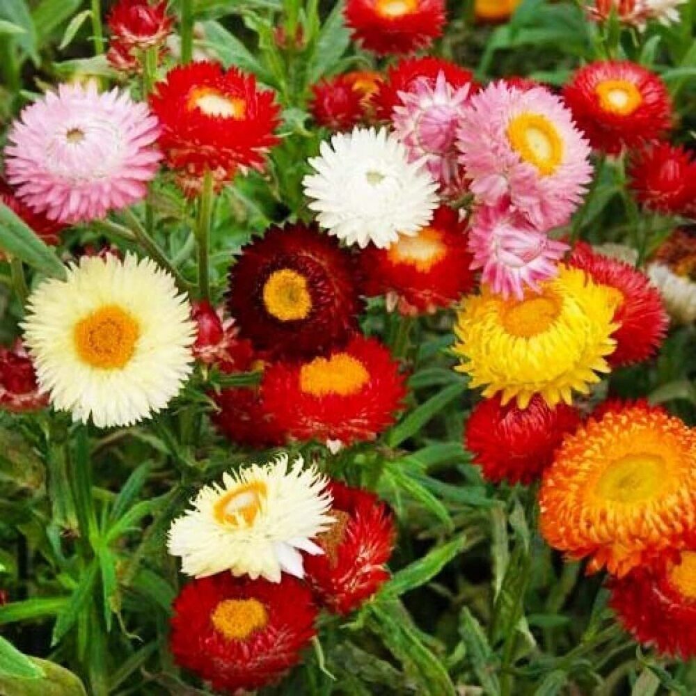 Paper Flower Summer Carnival Flower Seeds - Color: Multicolor