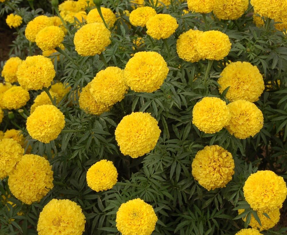 Yellow Marigold Pusa Basanti Flower Seeds - Cultivation Type: Organic