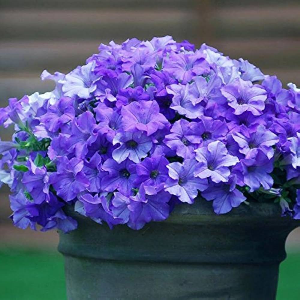 Petunia Nana Compacta Blue Flower Seeds