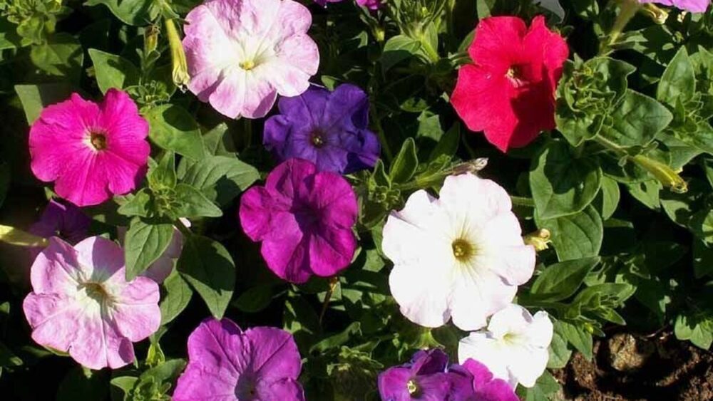 Petunia Nana Compacta Mix Flower Seeds
