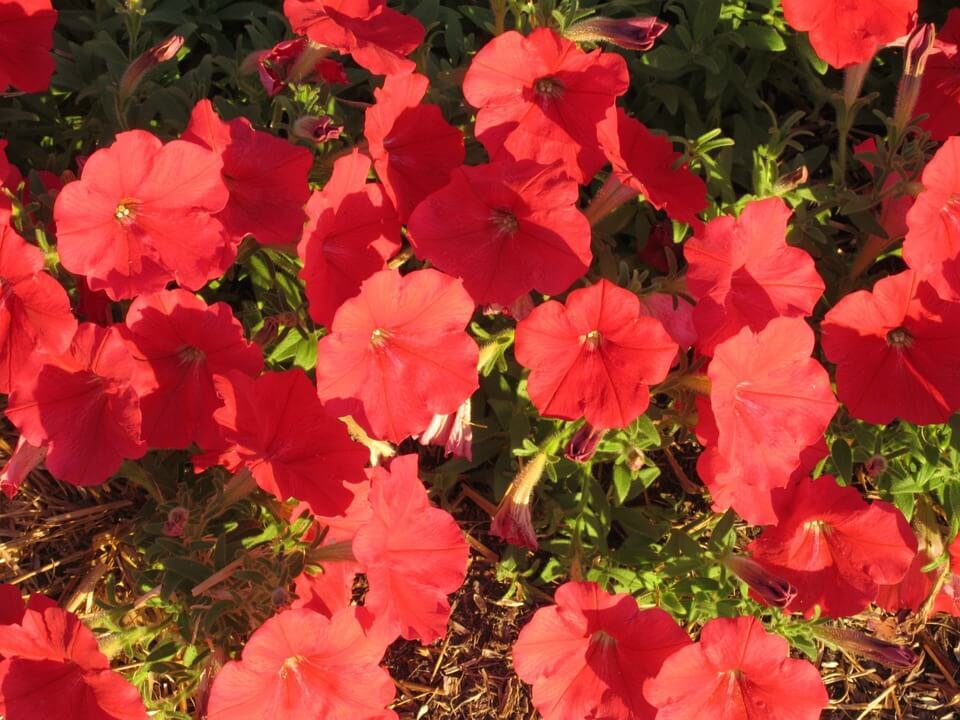 Petunia Nana Compacta Red Flower Seeds - Cultivation Type: Organic