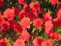 Petunia Nana Compacta Red Flower Seeds - Cultivation Type: Organic