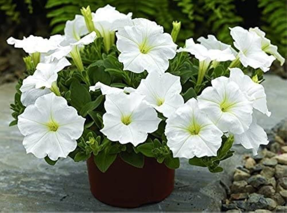 Petunia Nana Compacta White Flower Seeds - Cultivation Type: Organic