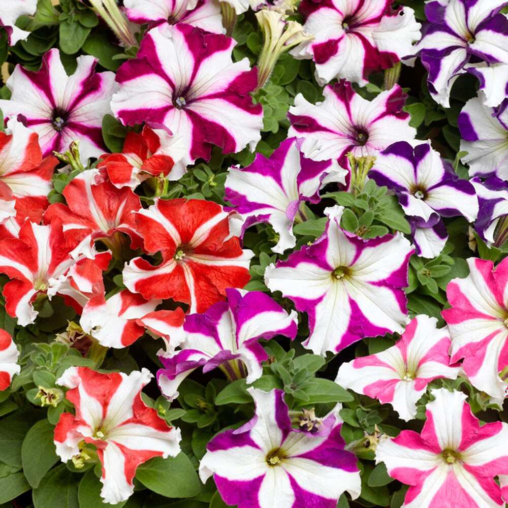 Petunia Star Mix Flower Seeds