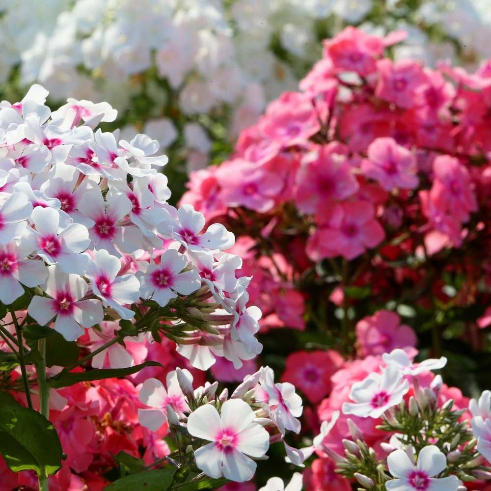 Phlox Beauty Mix Flower Seeds