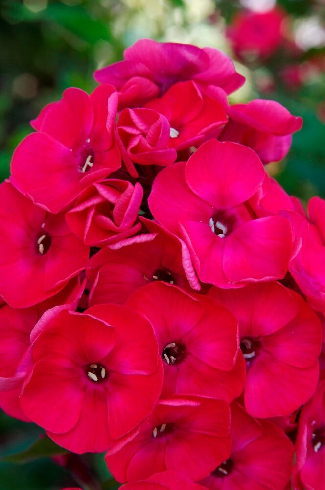 Phlox Red Beauty Flower Seeds
