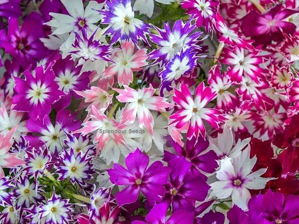 Phlox Twinkle Star Flower Seeds - Color: Multicolor