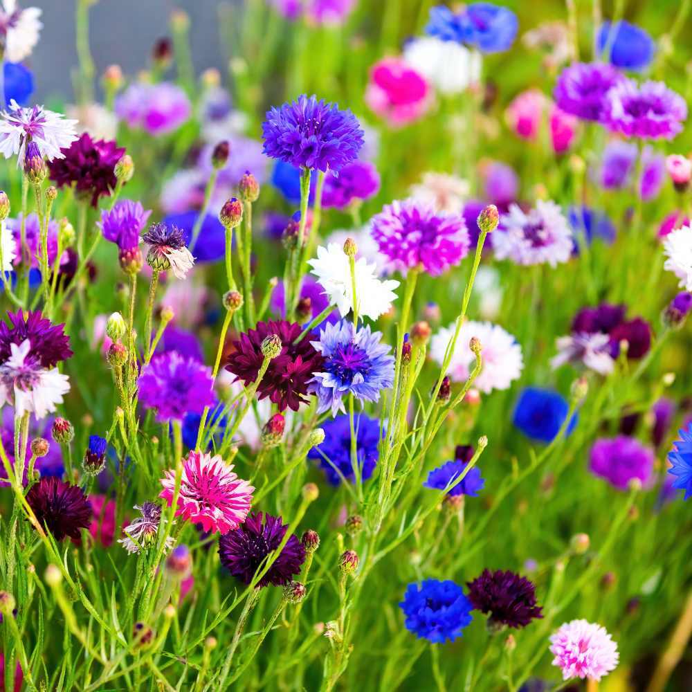 Polka Dot Mix Corn Flower Flower Seeds - Color: Multicolor