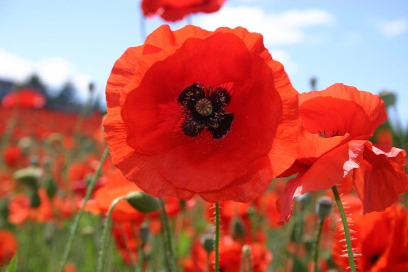 Poppy Red Shirley Flower Seeds