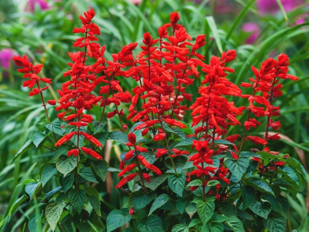 Red Salvia Flower Seeds - Cultivation Type: Organic