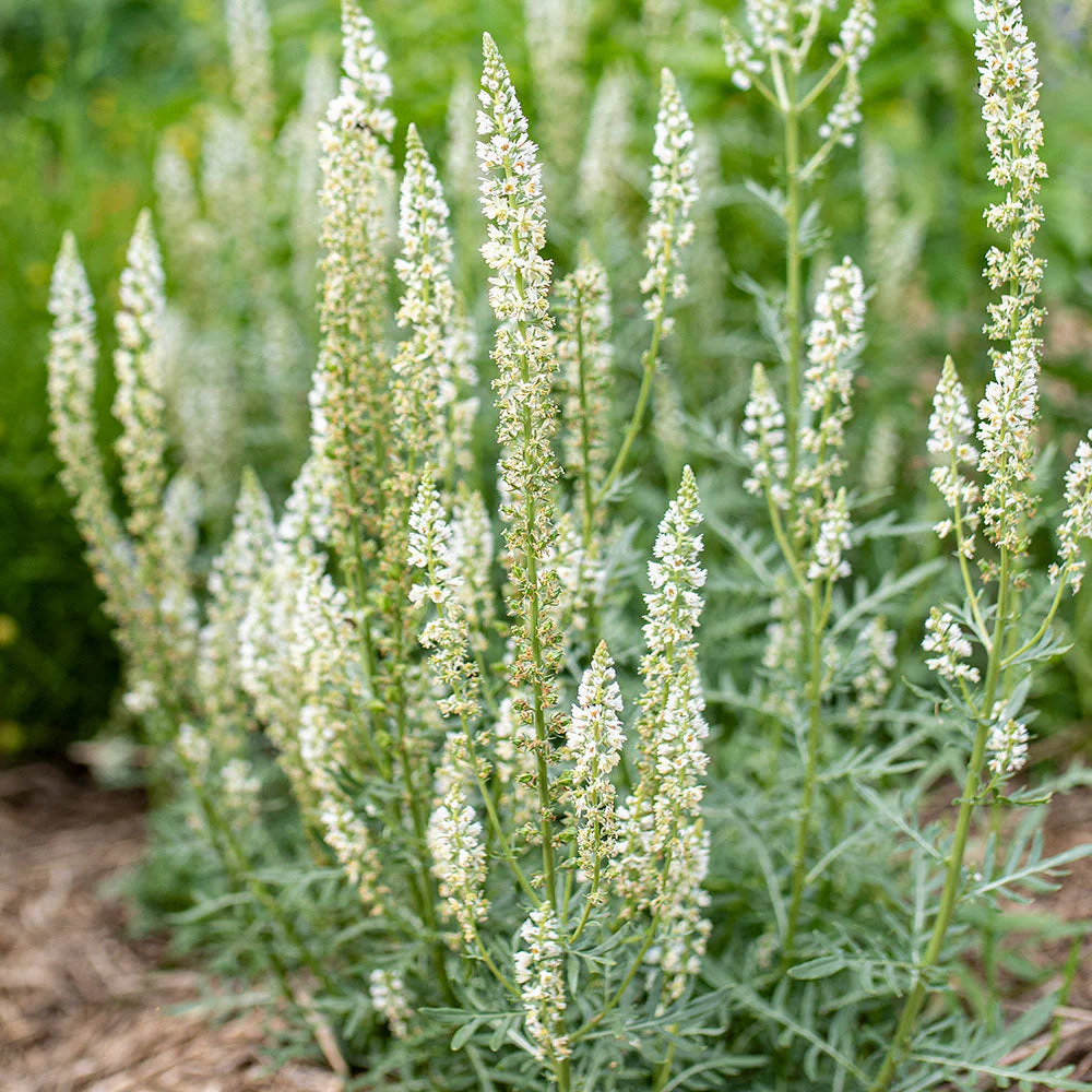 Reseda Odorata Flower Seeds - Color: White