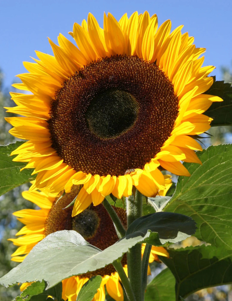 Russian Gaint Flower Seeds