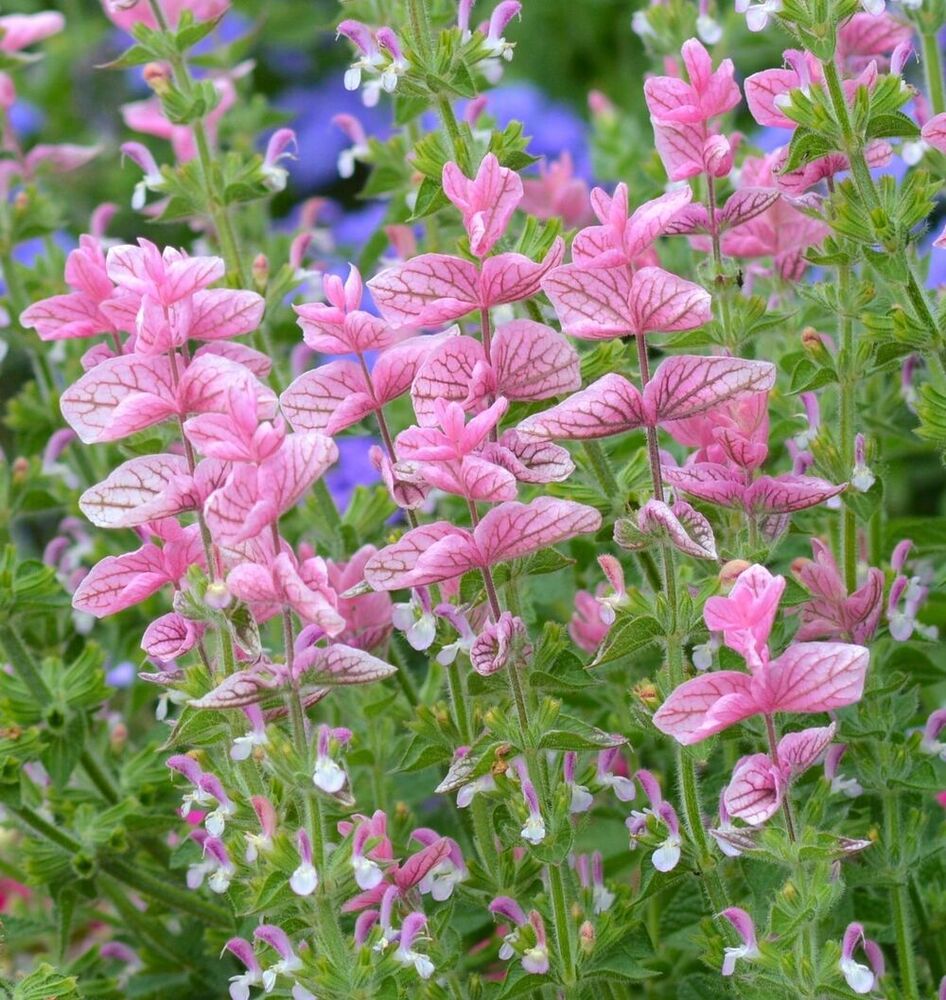 Salvia Horminum Mix Flower Seeds - Color: Pink