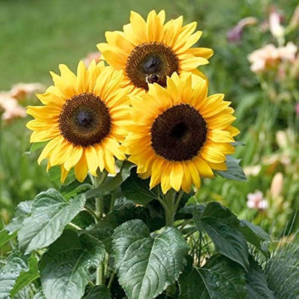 Sunflower Minature Flower Seeds - Color: Yellow
