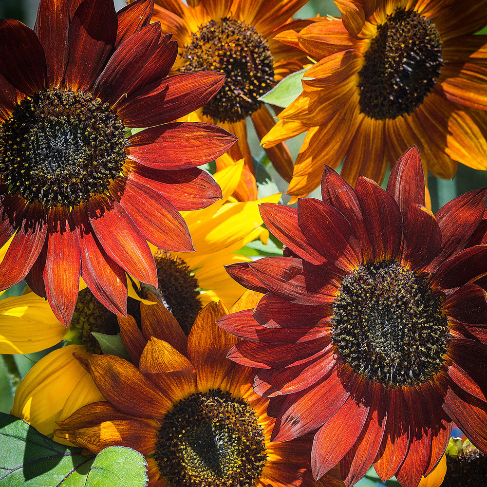 Sunflower Red And Brown Flower Seeds - Cultivation Type: Organic