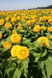Sunflower Teddy Bear Dwarf Flower Seeds - Color: Yellow
