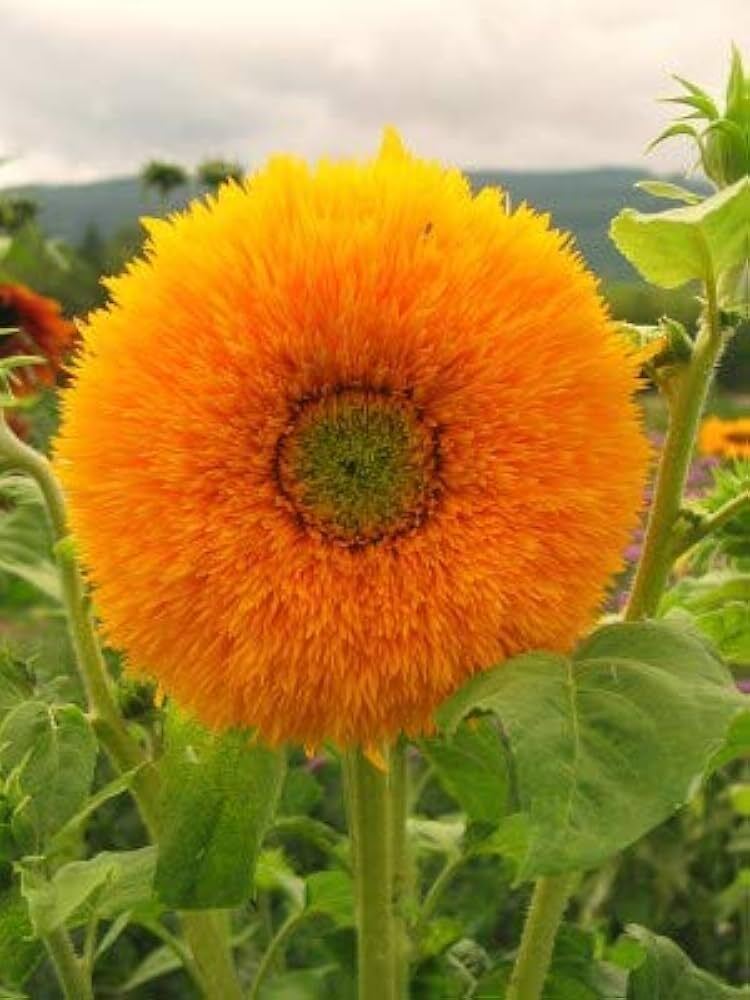 Sungold Tall Flower Seeds - Color: Orange