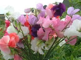 Sweet Peas Mix Flower Seeds - Color: Multicolor