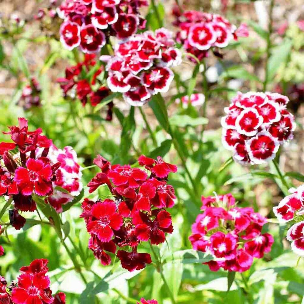 Sweet William F2 Mix Flower Seeds - Color: Multicolor