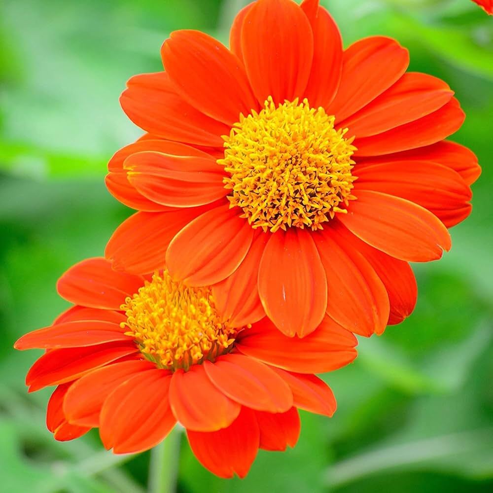 Tithonia Orange Flower Seeds - Cultivation Type: Organic