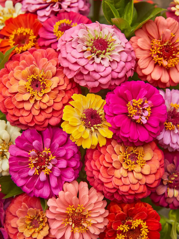 Zinnia Mix Flower Seeds