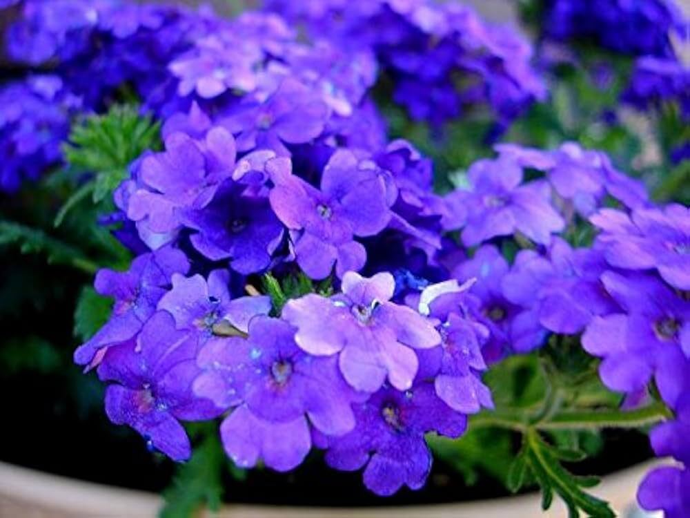 Verbena Hybrida Mix Blue Flower Seeds - Cultivation Type: Organic