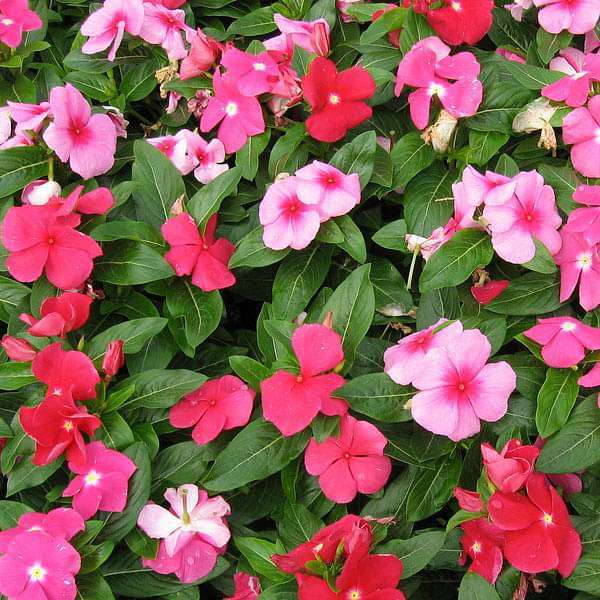 Vinca Mix Flower Seeds - Color: Multicolor