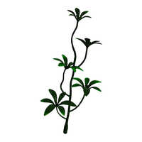 Five Flower
