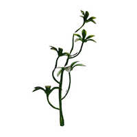 Five Flower