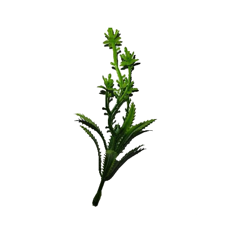 Neem Flower