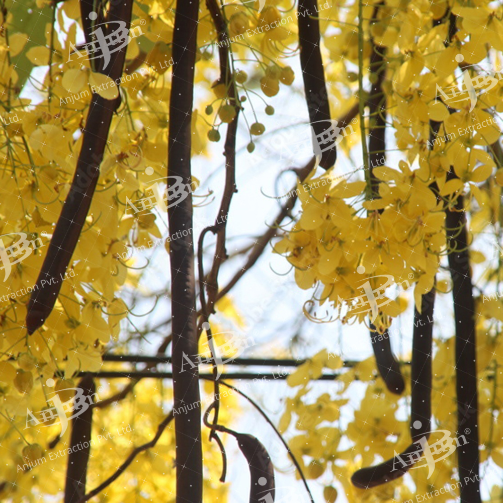 Cassia fistula (Amaltas) Extract