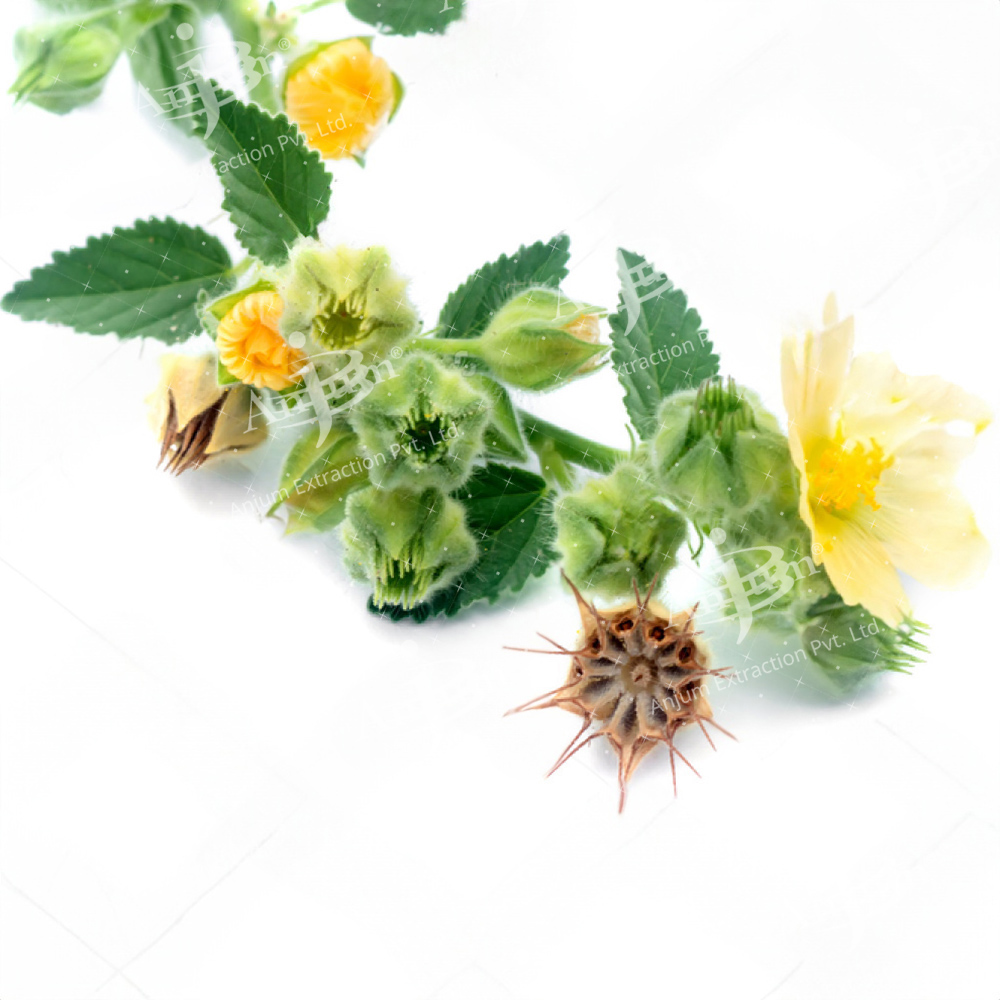 सिडा कॉर्डिफोलिया (बाला मूल) अर्क