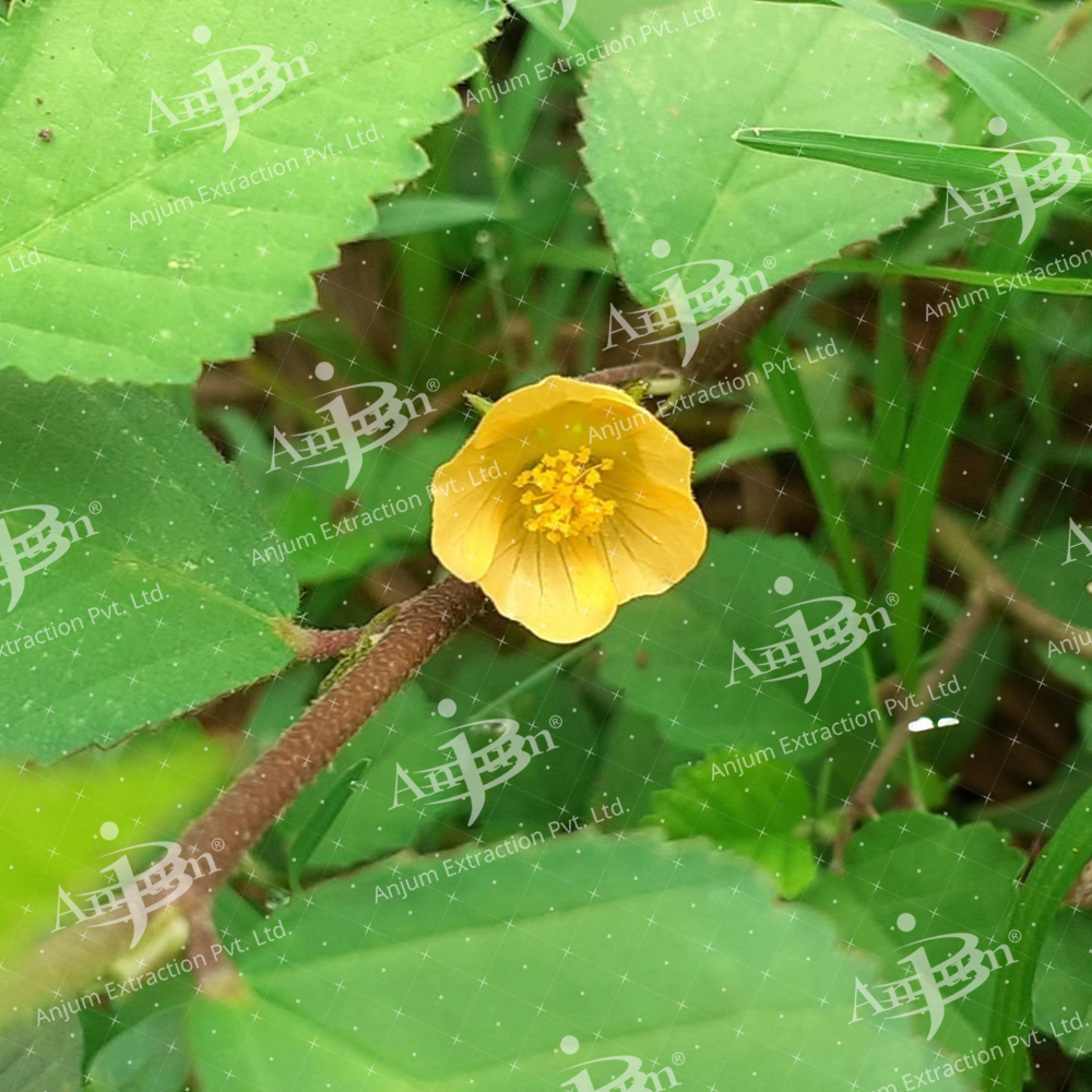 Sida Cordifolia (Bala Mool) Extract - Application: Medicine