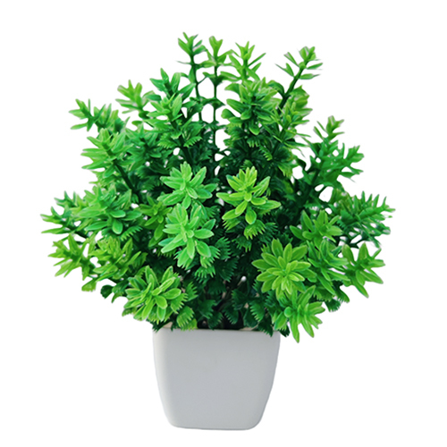 Dhaniya Flower DGLG