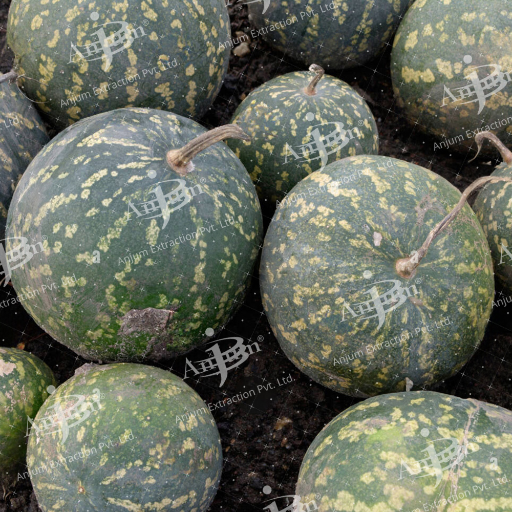Citrullus Colocynthis (Indrayan Mool) Extract - Application: Medicine