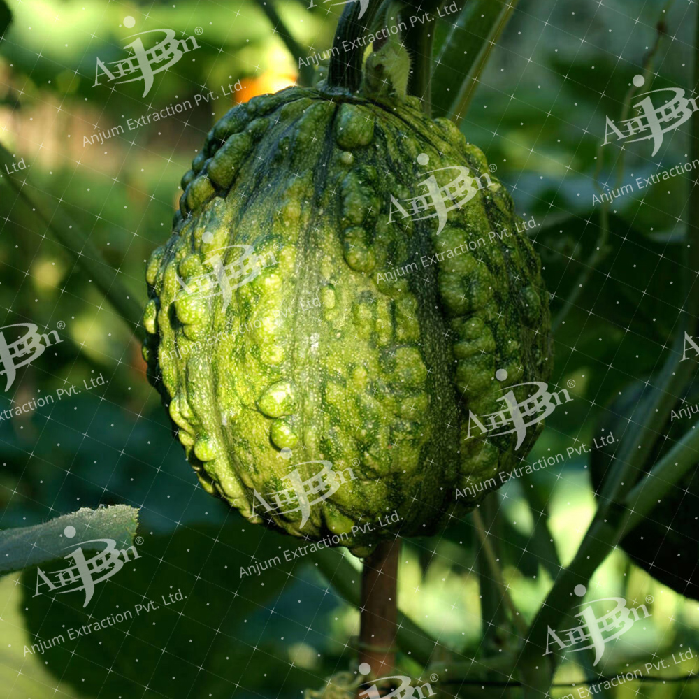 Citrullus Colocynthis (Indrayan Mool) Extract - Application: Medicine