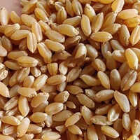 Wheat Grain
