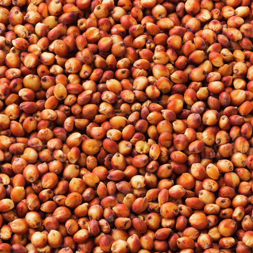 Sorghum Seed - Color: Brown