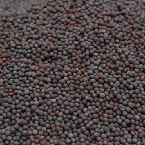 Mustard Seeds - Cultivation Type: Common