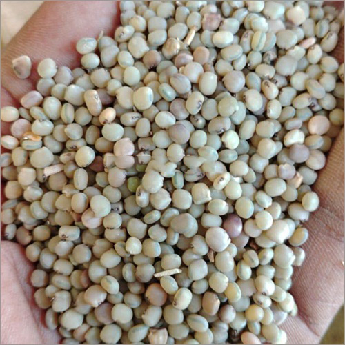 Guar Seeds - Color: White