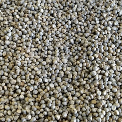 Pearl Millet - Color: Brown