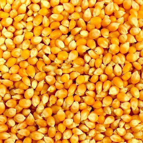 Yellow Maize - Cultivation Type: Common