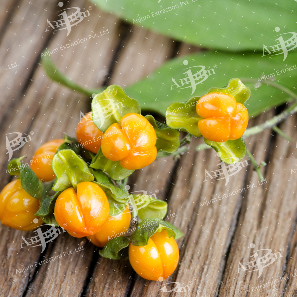 Celastrus Paniculatus (Malkangni) Extract - Application: Medicine