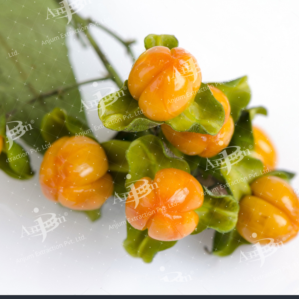 Celastrus Paniculatus (Malkangni) Extract - Application: Medicine