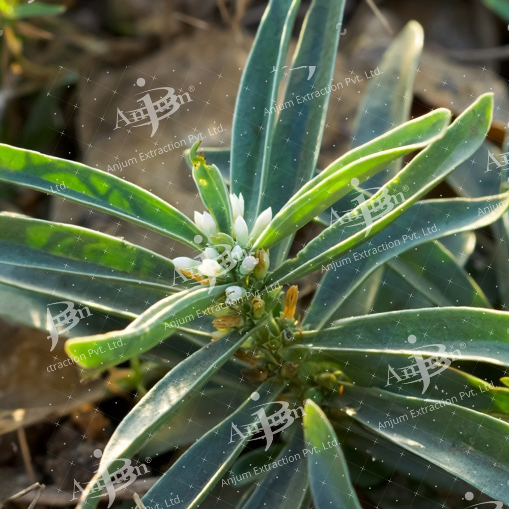 Enicostemma Littorale (Mamejeva) Extract - Application: Medicine